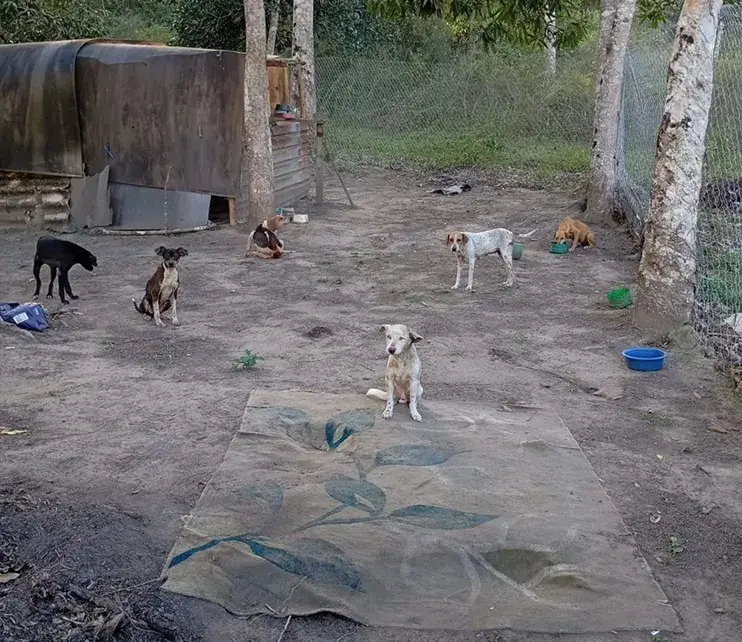 Cães resgatados no abrigo